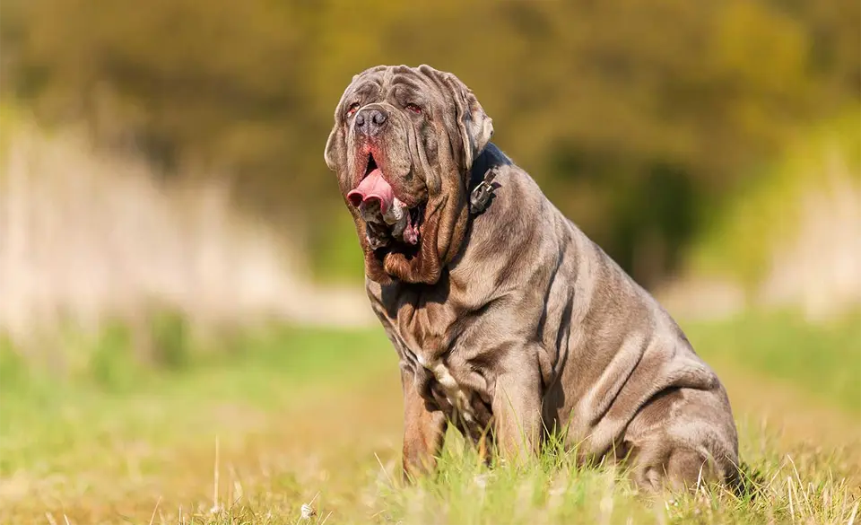 Perro Mastín Napolitano sentado en el fondo de la hierba.
