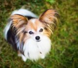 Papillon: Características de la raza de perro – Animal Kingdom
