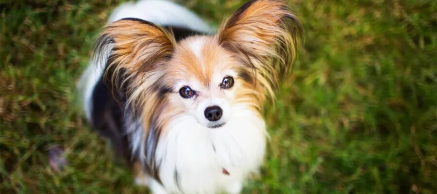 Perro Papillon visto desde arriba.