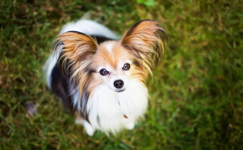 Perro Papillon visto desde arriba.
