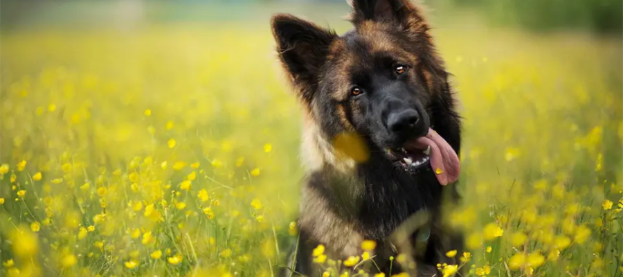 Perro pastor alemán sentado en un campo de colza.