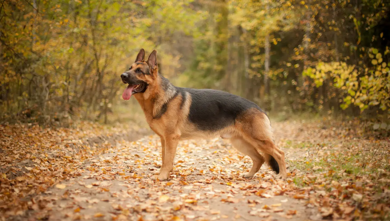 Perro pastor alemán de pie en un bosque.