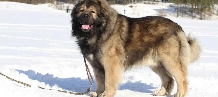 Perro pastor caucásico en la nieve.