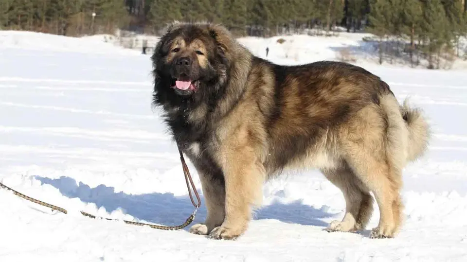Perro pastor caucásico en la nieve.