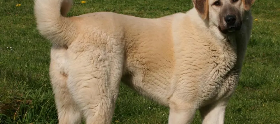 Perro pastor de Anatolia sentado en la hierba.
