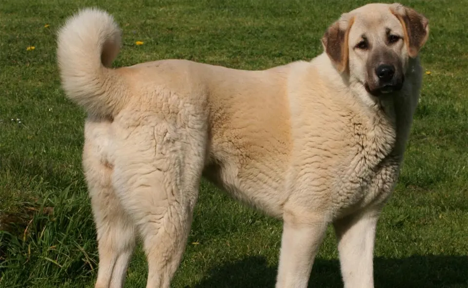 Perro pastor de Anatolia sentado en la hierba.