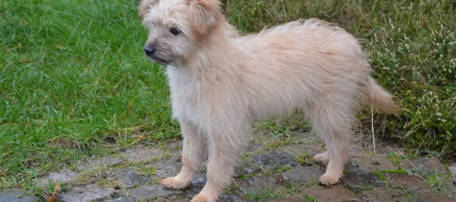Cachorros de pastor de los Pirineos.