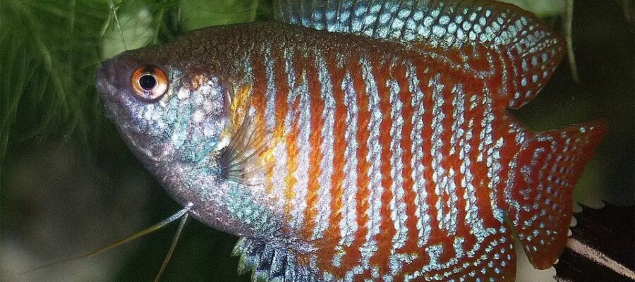 Peces de la familia Anabantoidei vistos de cerca.