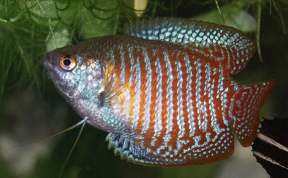Peces de la familia Anabantoidei vistos de cerca.