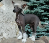 Perro Crestado Chino: Características de la Raza de Perro