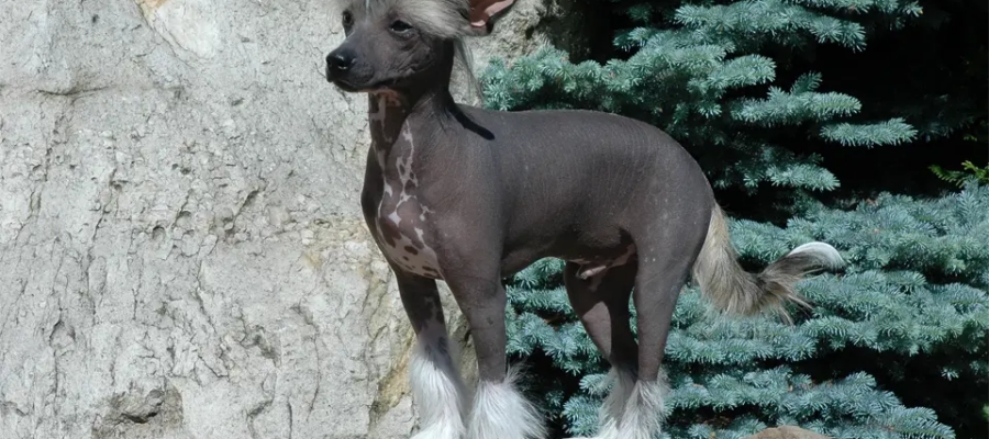 Perro crestado chino sentado sobre una piedra.