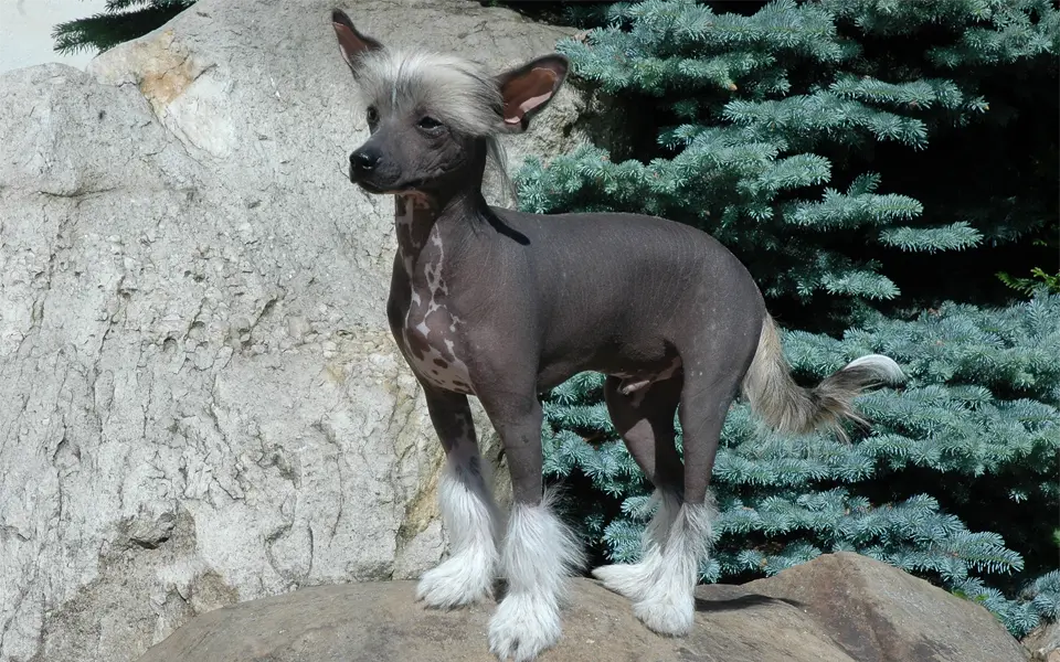 Perro crestado chino sentado sobre una piedra.