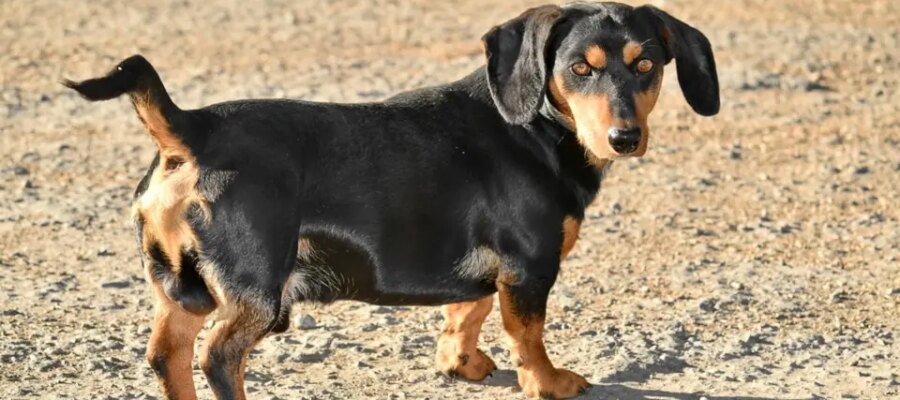 Perro Dachshund en la playa.