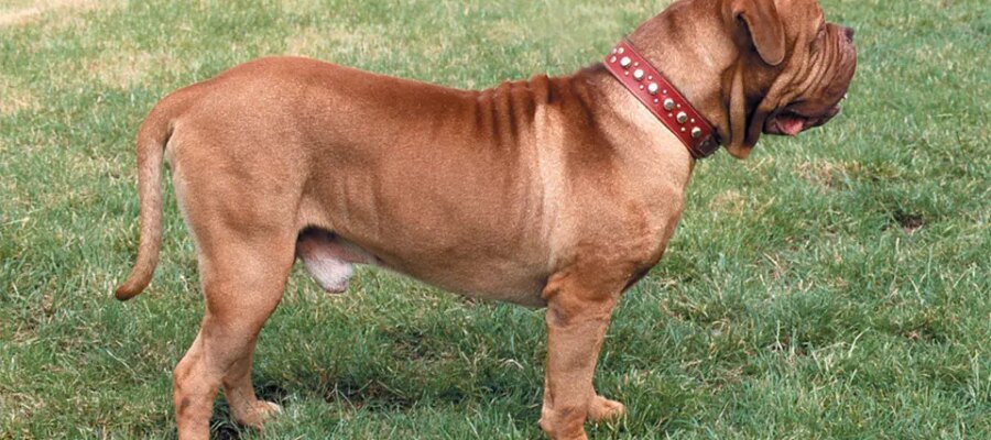 Cane de Bordeaux (Mastín Francés) visto desde un lado.