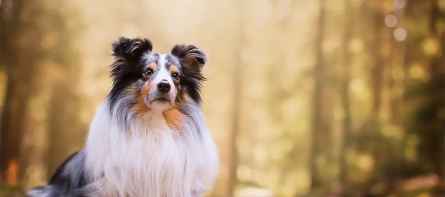 Perro pastor de Shetland (Sheltie) tirado en el suelo.
