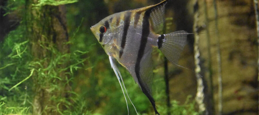 Pez escalar visto de cerca en un acuario.