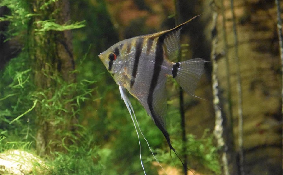 Pez escalar visto de cerca en un acuario.