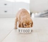 Que comprar un cachorro
