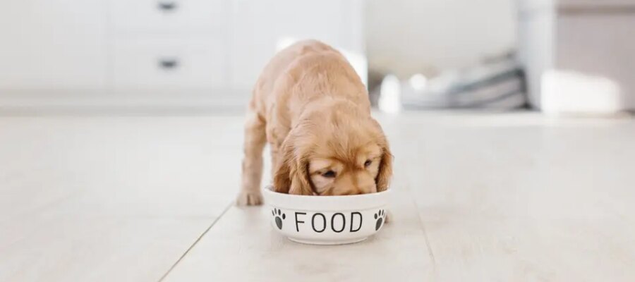 Cachorro comiendo de un cuenco.