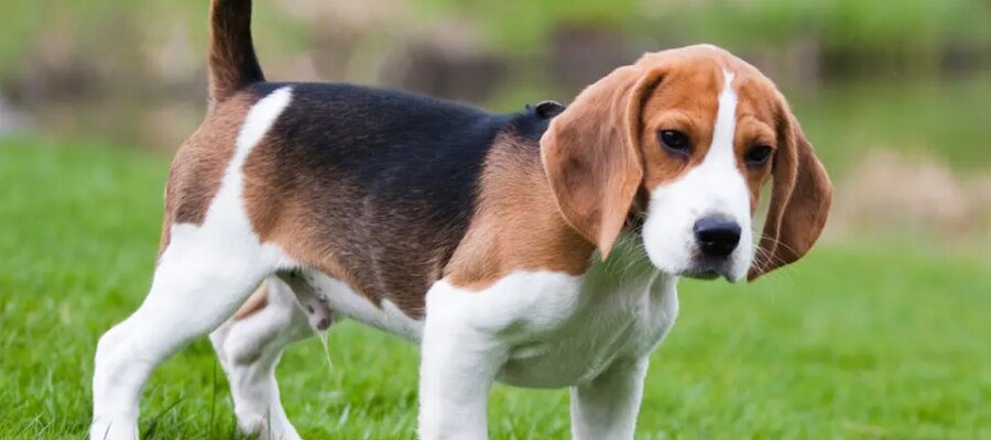 Perro raposero americano de pie en la hierba.