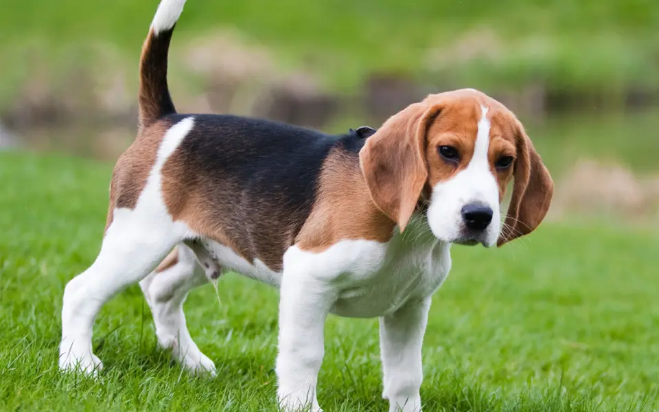 Perro raposero americano de pie en la hierba.