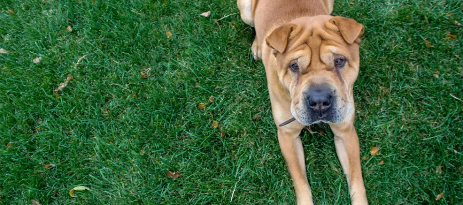 Perro Shar-pei tirado en la hierba.