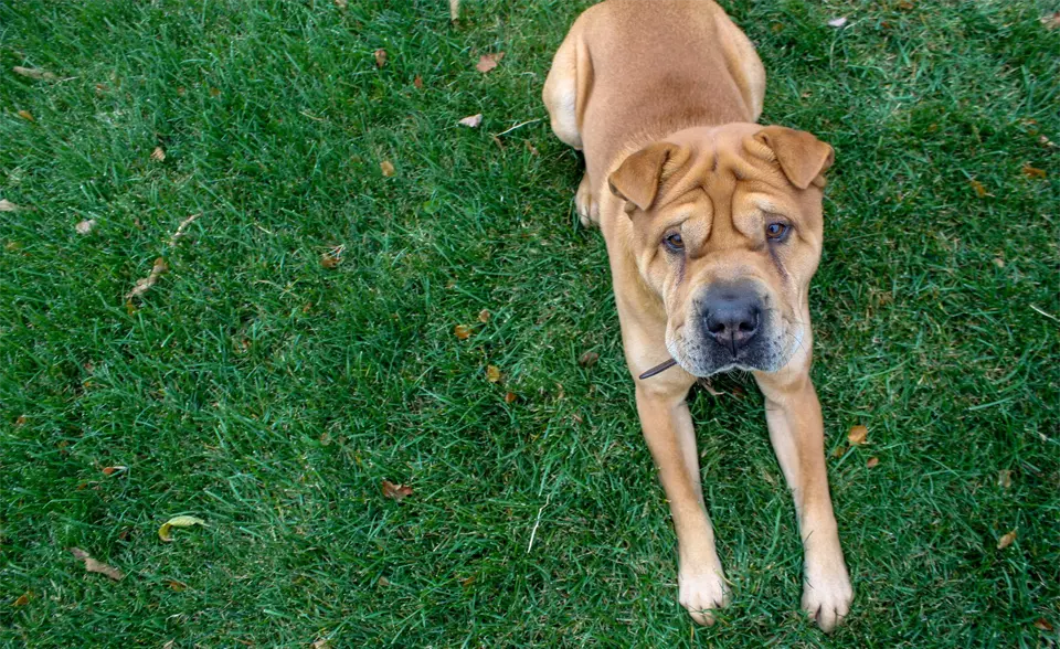 Perro Shar-pei tirado en la hierba.