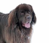 Terra Nova (Terranova): Características de la raza de perro
