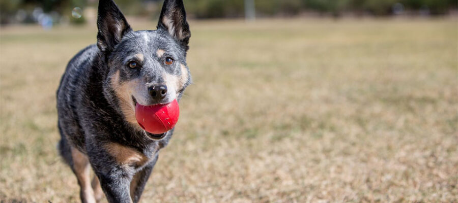 Perro con una bola roja en la boca.
