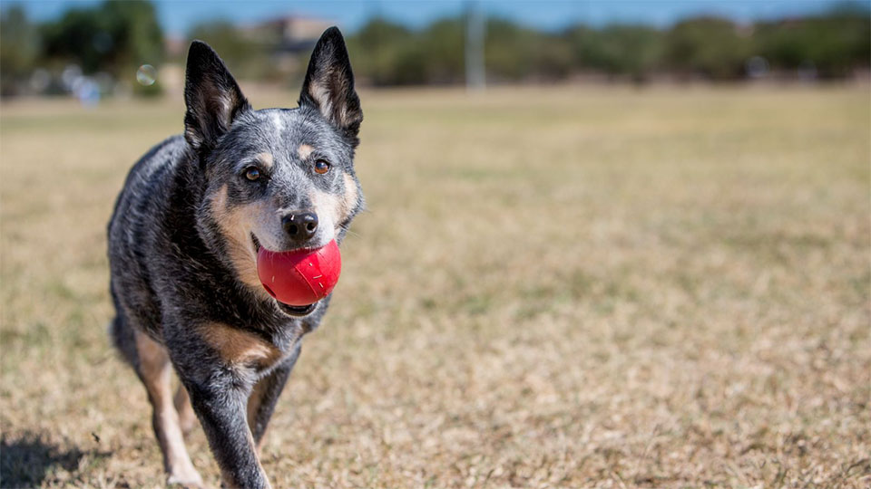 Perro con una bola roja en la boca.