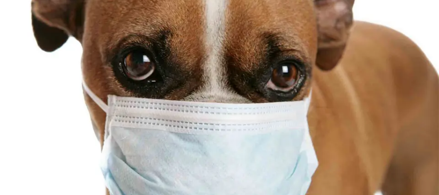 Cachorro con una máscara médica en la cara.
