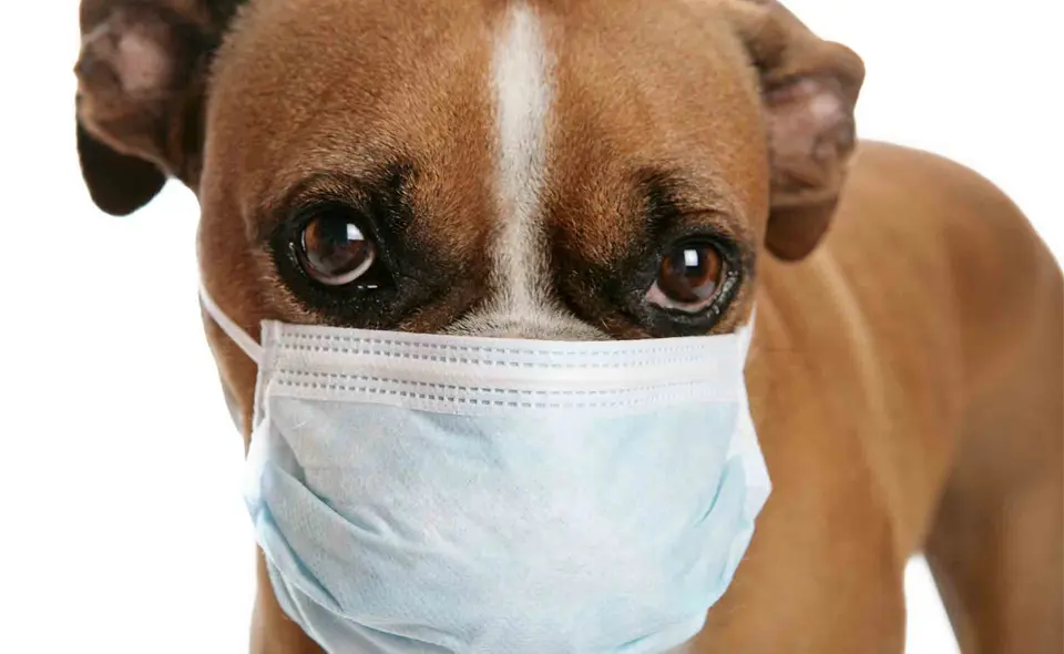 Cachorro con una máscara médica en la cara.