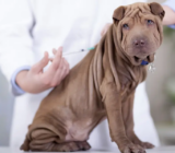Vacunas y programas de vacunación para cachorros.