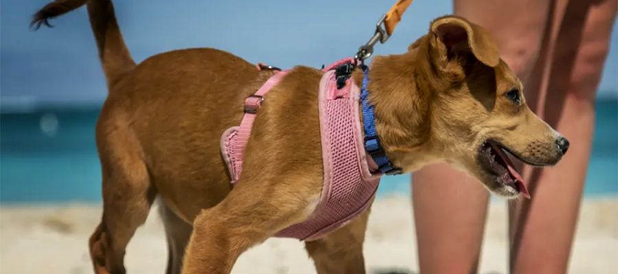 Cachorro con babero rosa en la playa con su dueño.