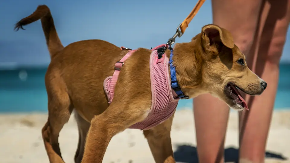 Cachorro con babero rosa en la playa con su dueño.