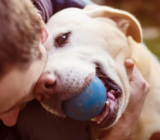 ¿Estás listo para un cachorro?