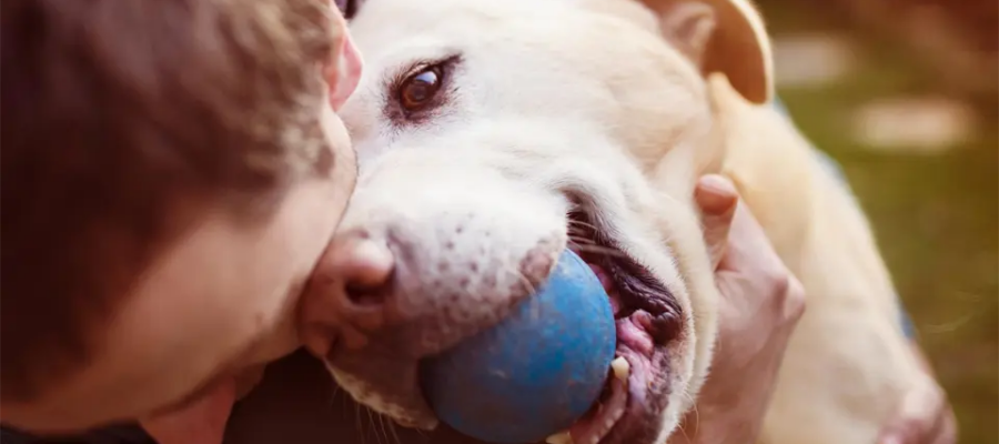 Perro con una bola azul en la boca siendo acariciado por su dueño.