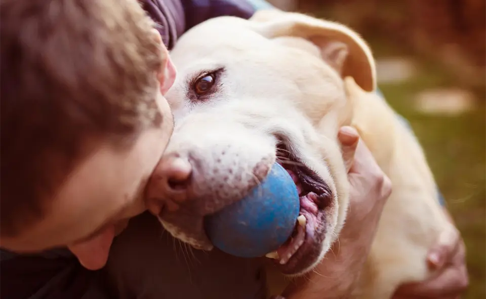 Perro con una bola azul en la boca siendo acariciado por su dueño.